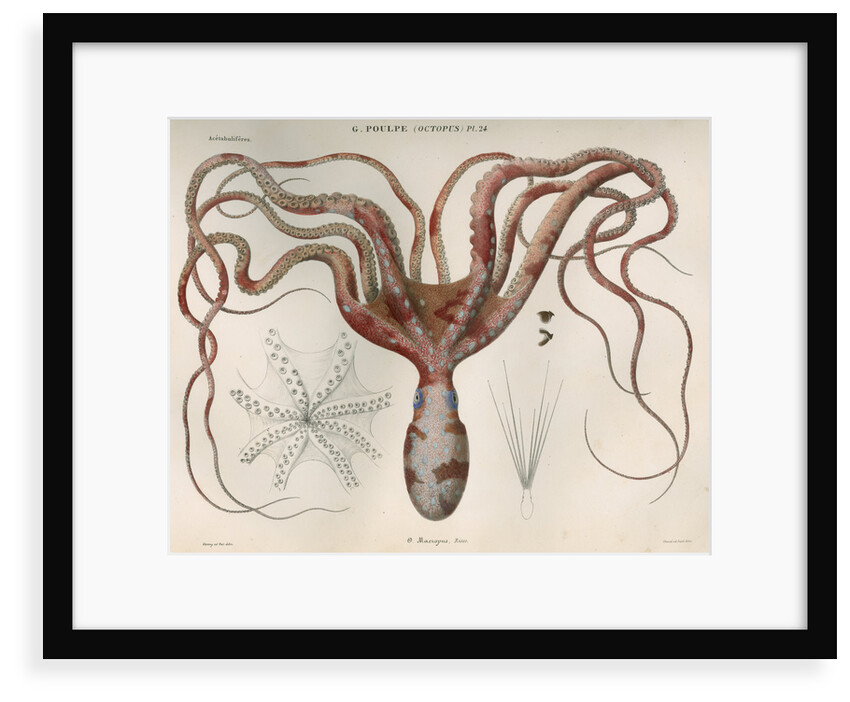 'Octopus macropus' [Atlantic white-spotted octopus] by Antoine Toussaint de Chazal