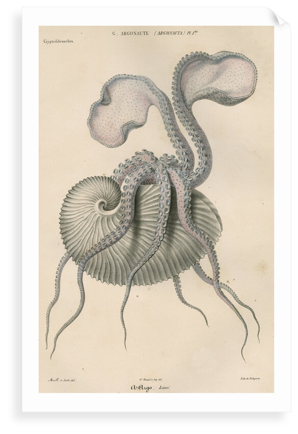 'Argonauta argo' [Greater argonaut] by Antoine Toussaint de Chazal