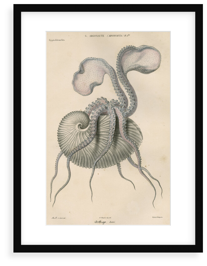 'Argonauta argo' [Greater argonaut] by Antoine Toussaint de Chazal