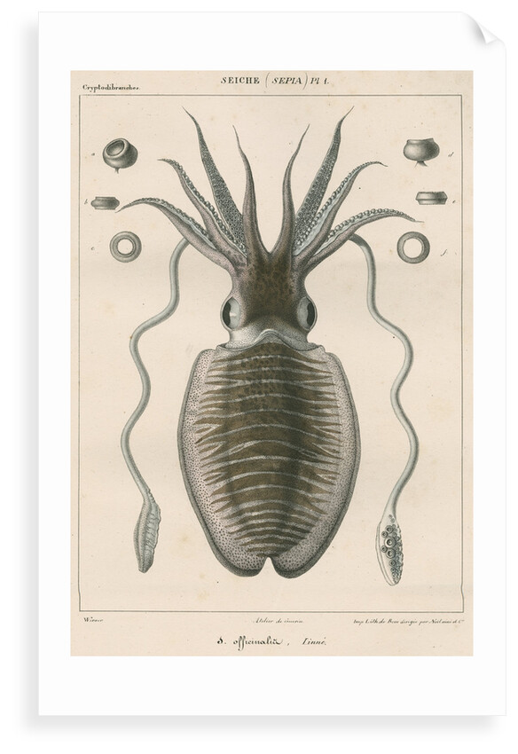 'Sepia officianalia' [Common cuttlefish] by Werner
