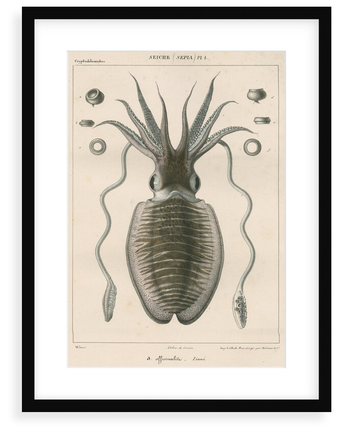 'Sepia officianalia' [Common cuttlefish] by Werner