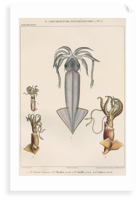 Studies of four varieties of squid by Benard