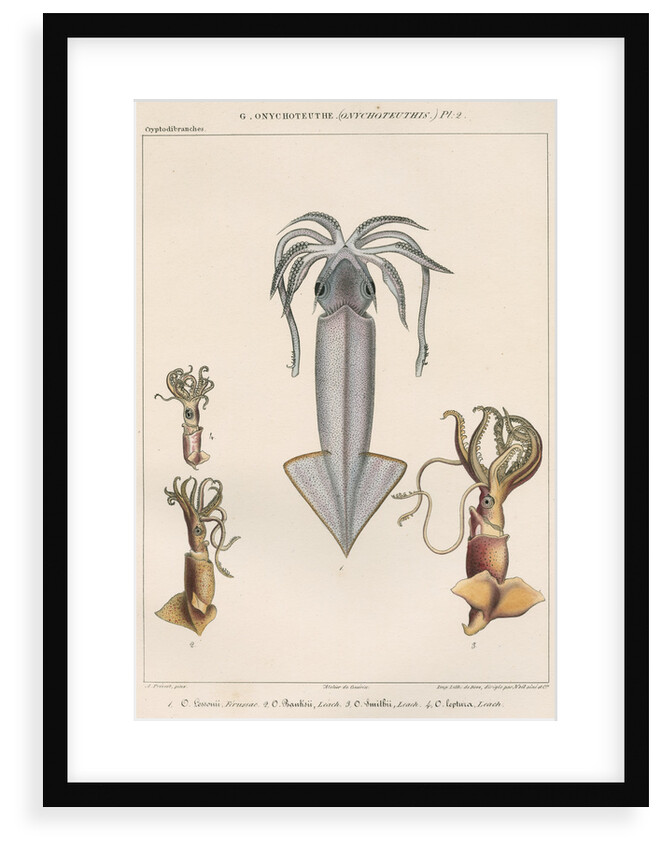 Studies of four varieties of squid by Benard