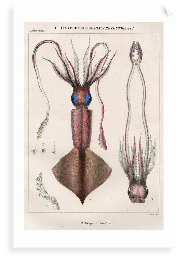 'Onychoteuthe bergii' [Clubhook squid] by Benard