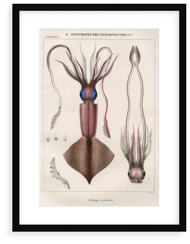 'Onychoteuthe bergii' [Clubhook squid] by Benard