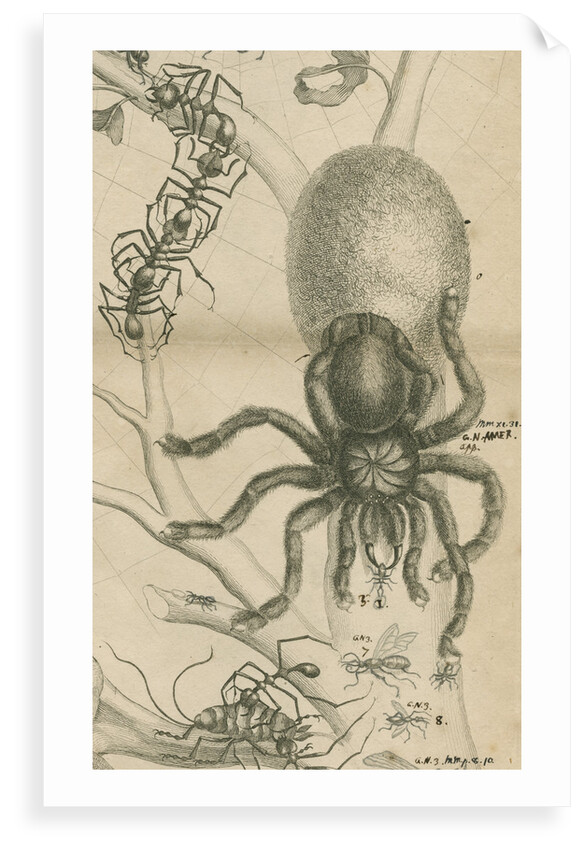 'Leaf cutter ants and spider' by Joseph Mulder