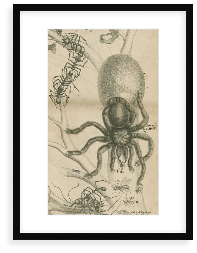 'Leaf cutter ants and spider' by Joseph Mulder