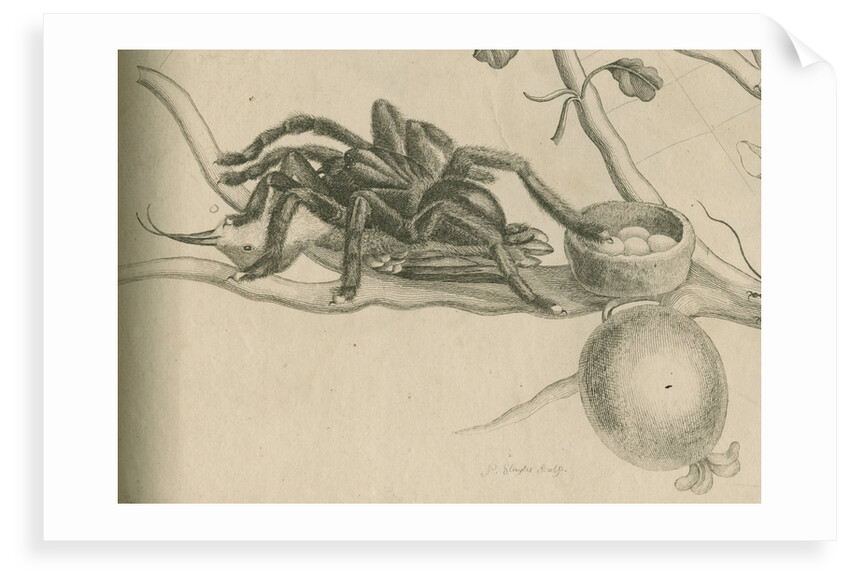 'Bird-eating spider with humming bird' by Joseph Mulder