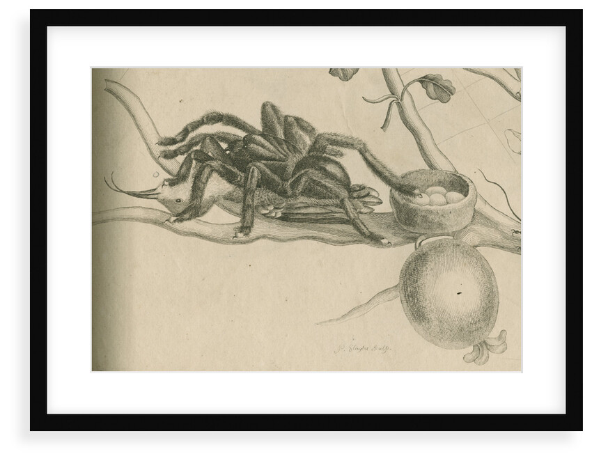 'Bird-eating spider with humming bird' by Joseph Mulder