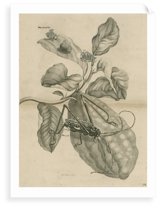 'Harlequin beetle on citron fruit' by Joseph Mulder