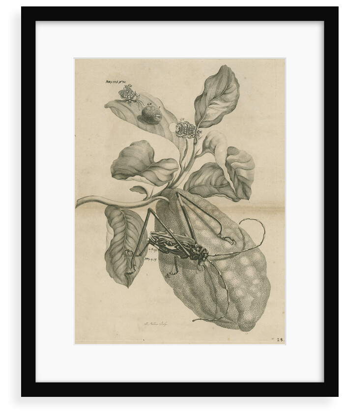 'Harlequin beetle on citron fruit' by Joseph Mulder