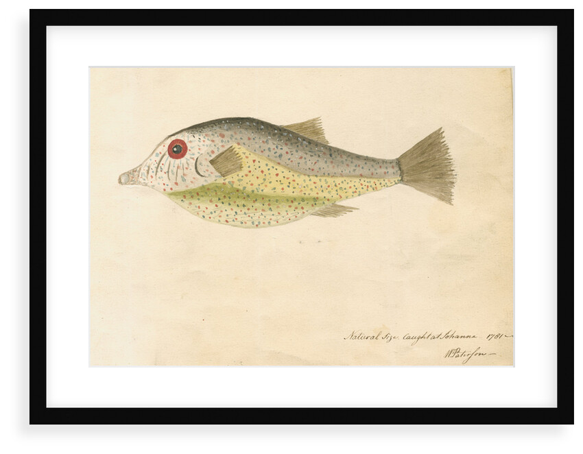 Comoros 'electric fish' by William Paterson