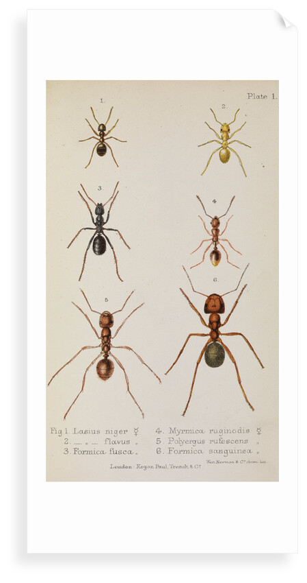 Six species of ant Six species of ant by West