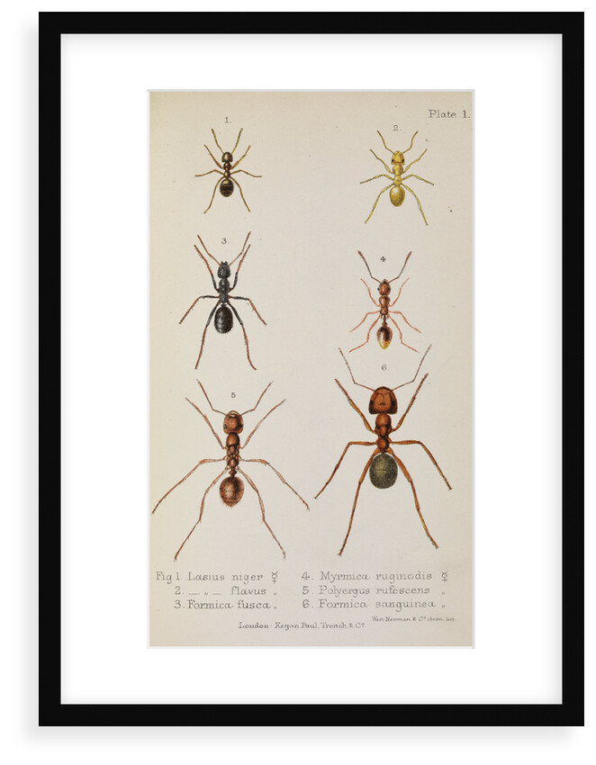 Six species of ant Six species of ant by West