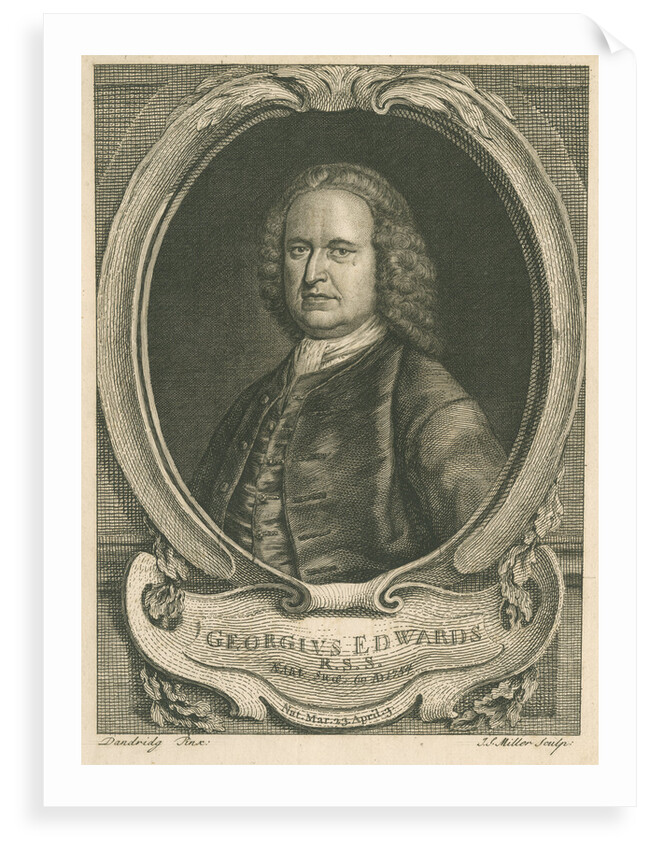 Portrait of George Edwards (1694-1773) by Johann Sebastian Müller