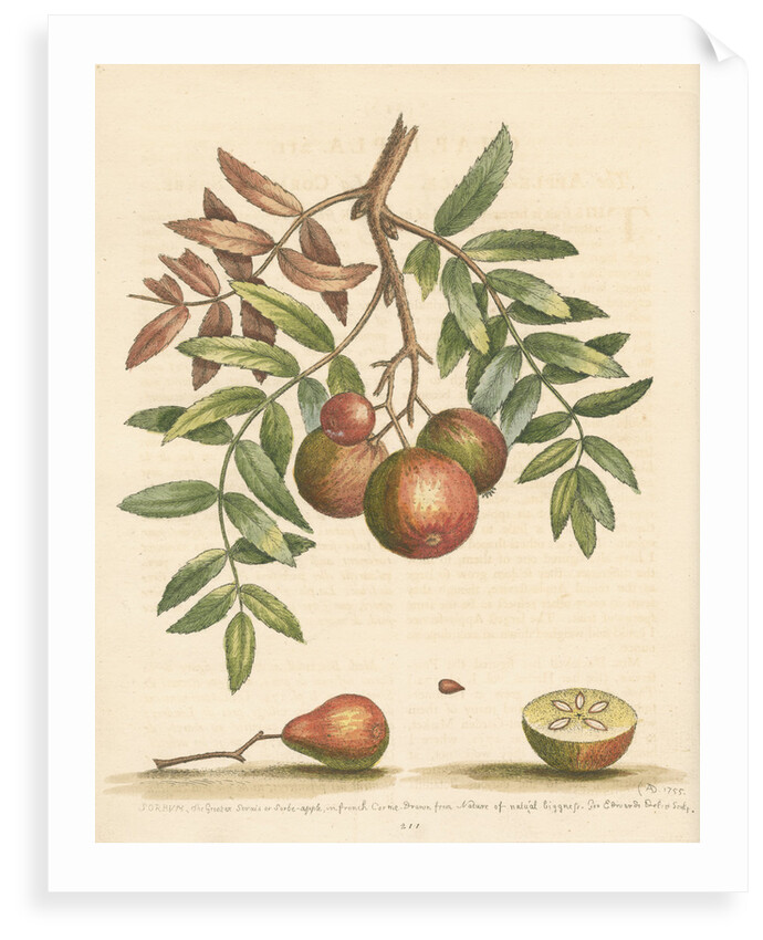 'The apple-service' [Sorb apple] by George Edwards