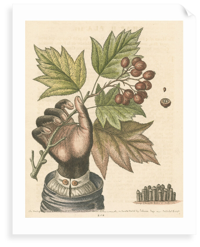 'The hand of a boy with a distempered skin, and a branch of the common Service Tree' by George Edwards