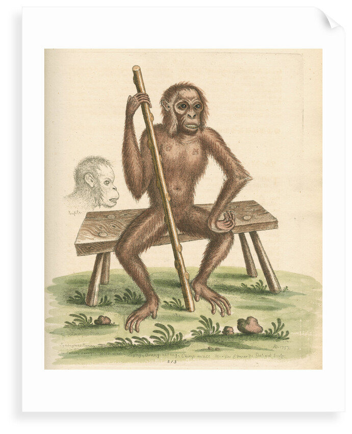 'The man of the woods' [Orangutan] by George Edwards
