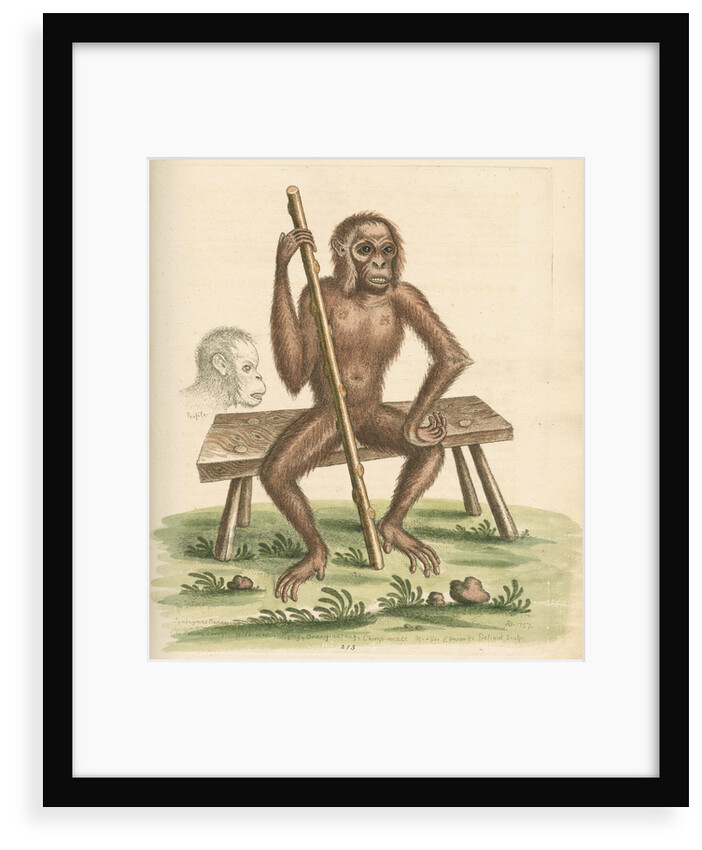 'The man of the woods' [Orangutan] by George Edwards
