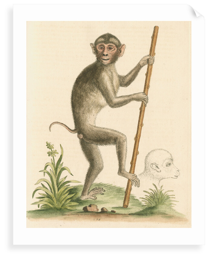 'The pig-tailed monkey from the Island of Sumatra...' [Pig tailed macaque] by George Edwards
