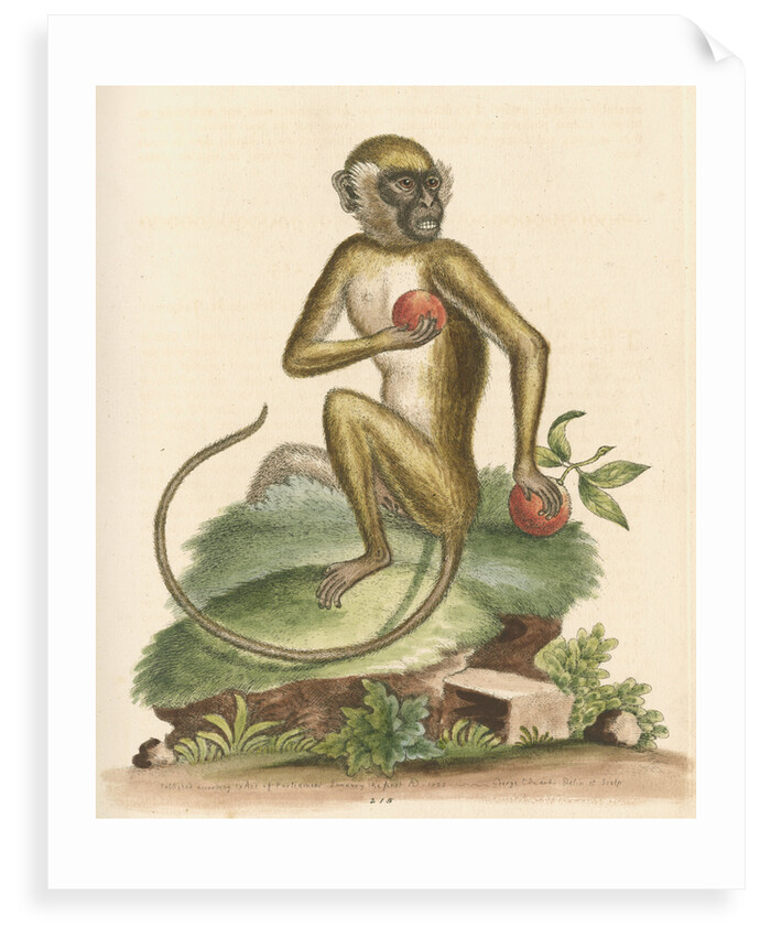 'The St Jago monkey' [Green monkey] by George Edwards