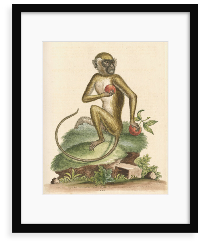 'The St Jago monkey' [Green monkey] by George Edwards
