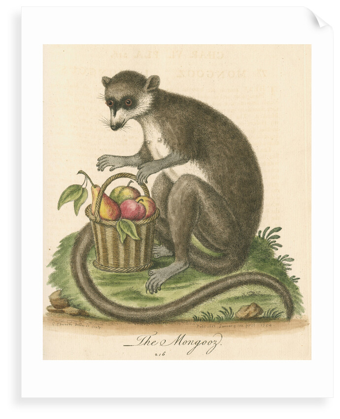 'The Mongooz' [Lemur] by George Edwards