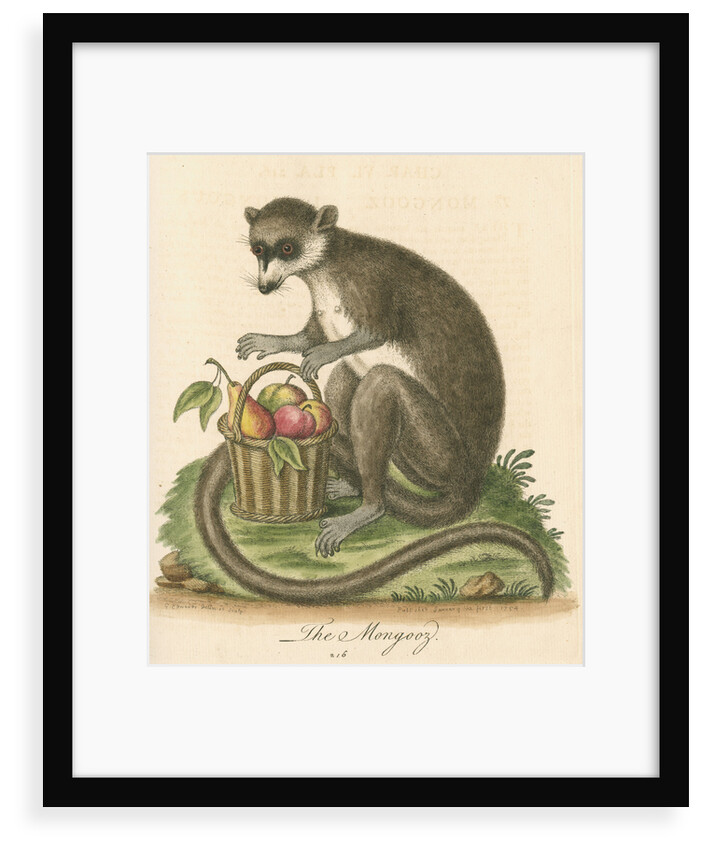 'The Mongooz' [Lemur] by George Edwards