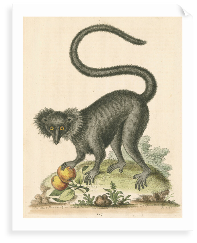 'The Black Maucauco' [Black lemur] by George Edwards