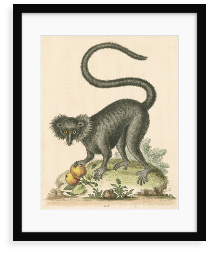 'The Black Maucauco' [Black lemur] by George Edwards