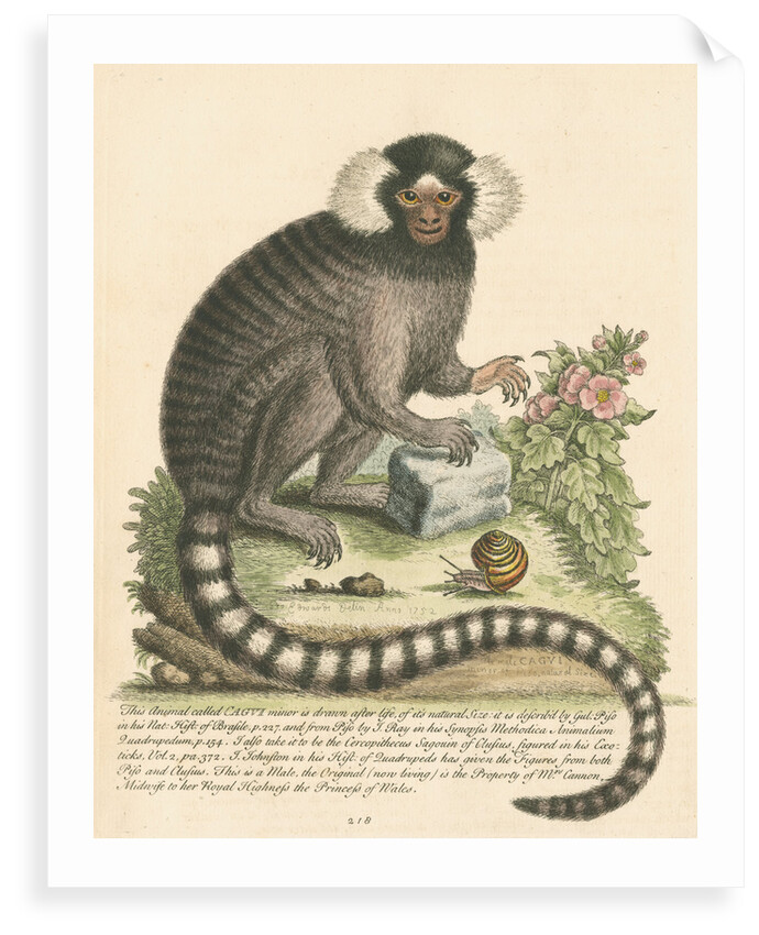 'The Sanglin, or Cagui minor' [Common marmoset] by George Edwards
