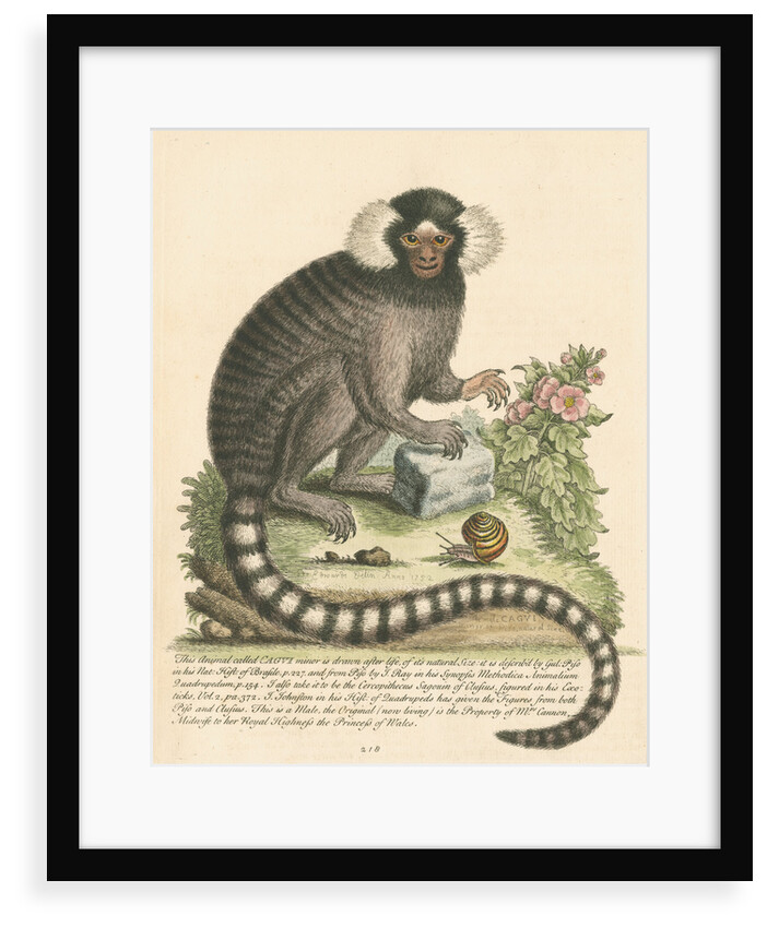 'The Sanglin, or Cagui minor' [Common marmoset] by George Edwards