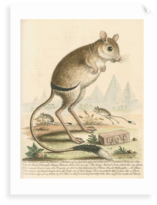 'The Gerbua' [Greater Egyptian jerboa] by George Edwards