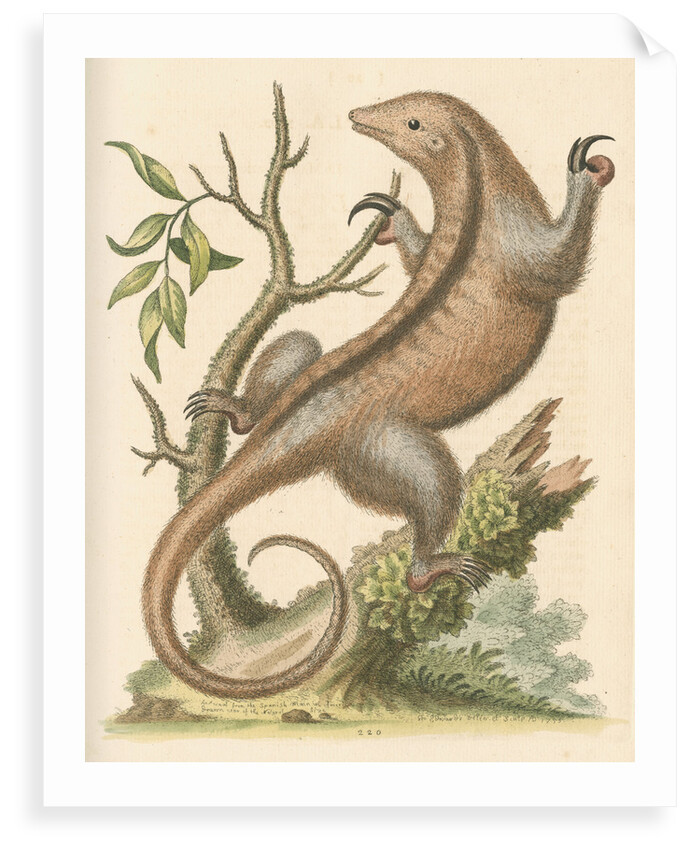 'The Little Ant-Eater' [Silky anteater ?] by George Edwards