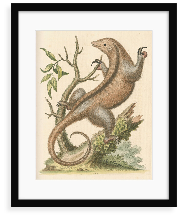 'The Little Ant-Eater' [Silky anteater ?] by George Edwards