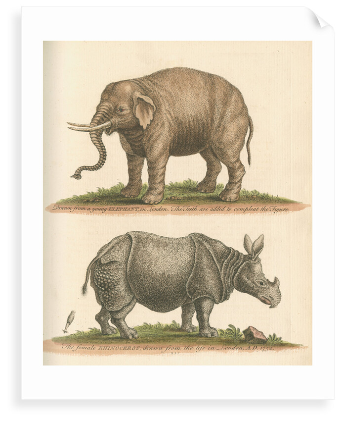 'The Elephant, and the Rhinoceros' by George Edwards