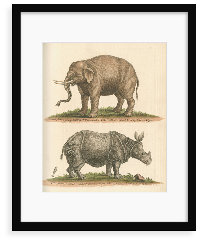 'The Elephant, and the Rhinoceros' by George Edwards