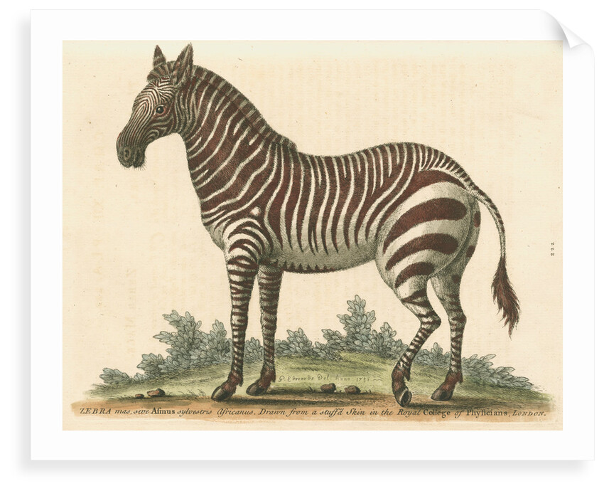 'The male Zebra' by George Edwards