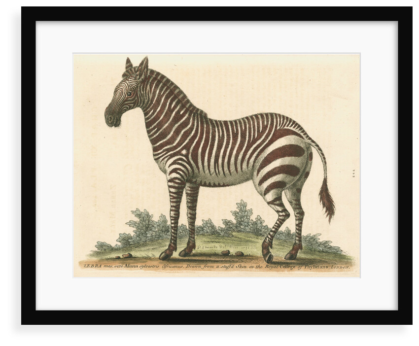 'The male Zebra' by George Edwards