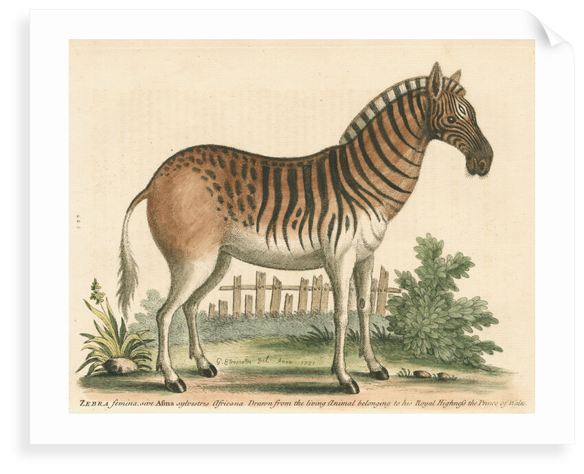 'The female Zebra' by George Edwards