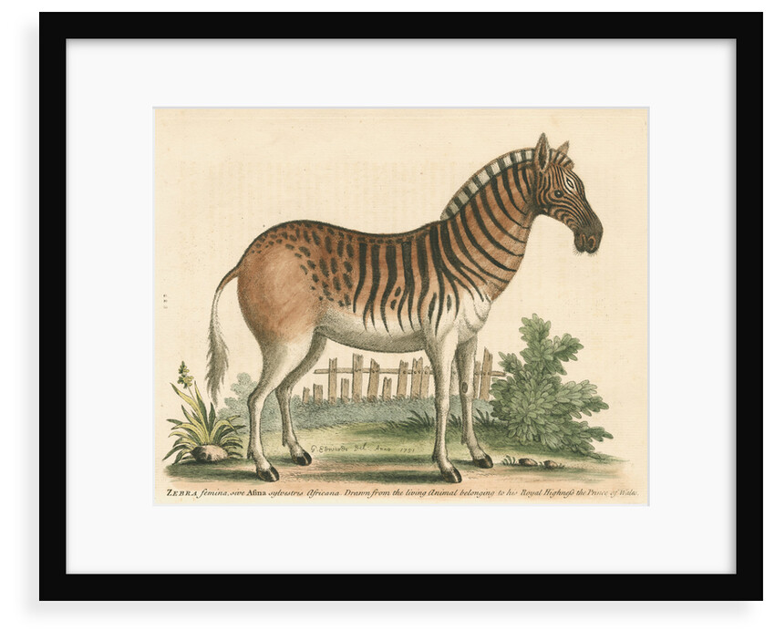 'The female Zebra' by George Edwards
