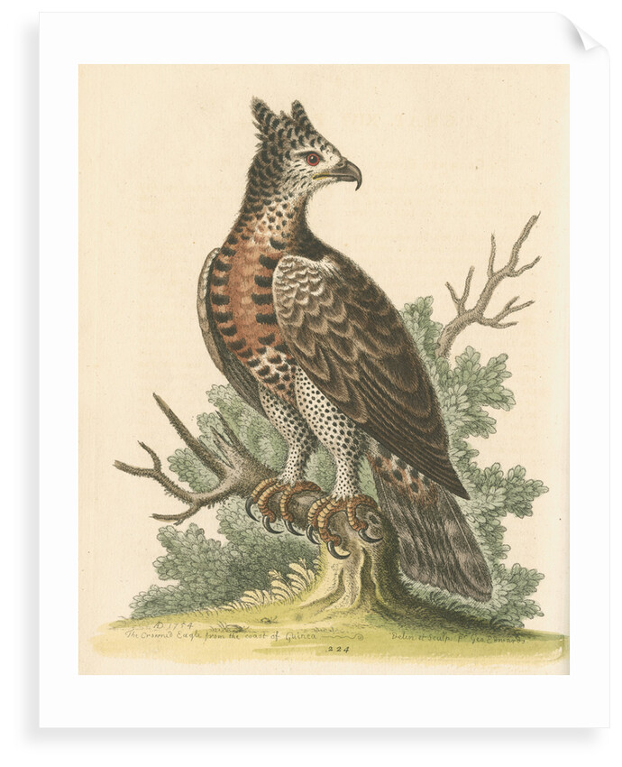 'The Crowned Eagle' by George Edwards