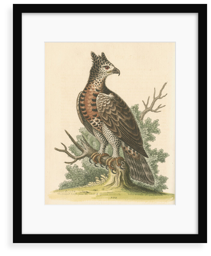 'The Crowned Eagle' by George Edwards