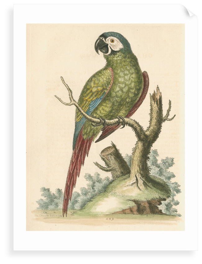 'The Brasilian Green Macaw' by George Edwards