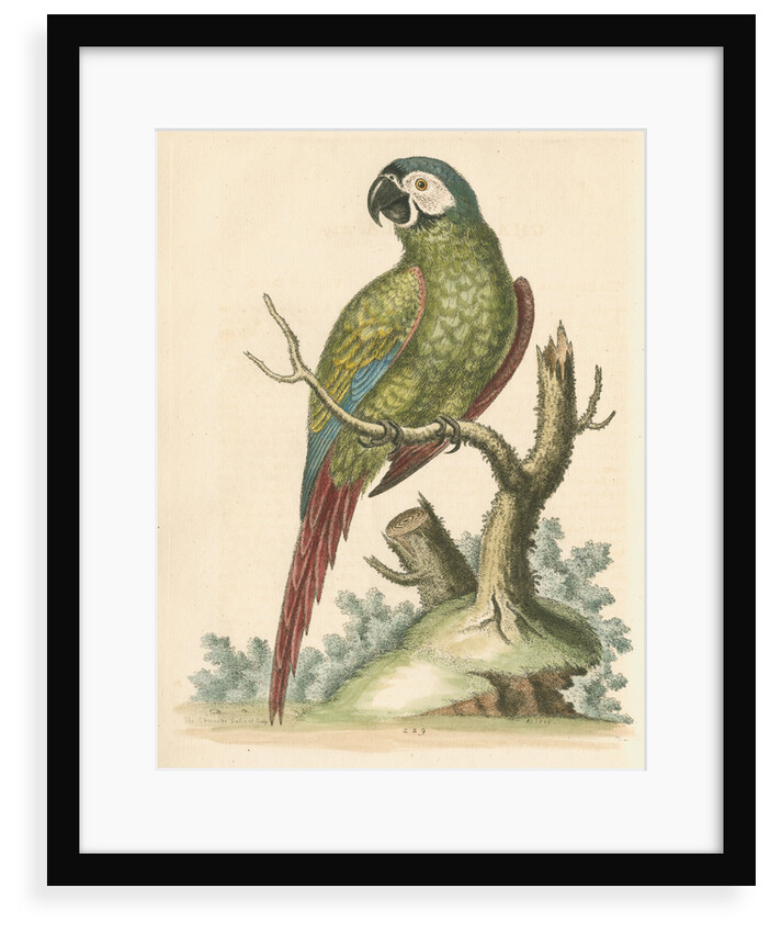 'The Brasilian Green Macaw' by George Edwards