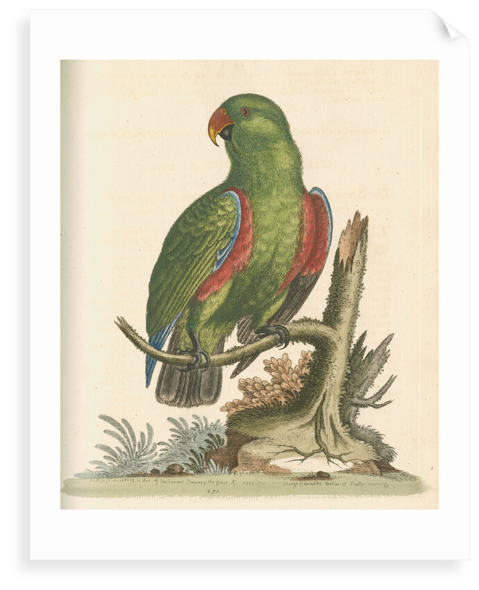 'The Green and Red Parrot from China' by George Edwards