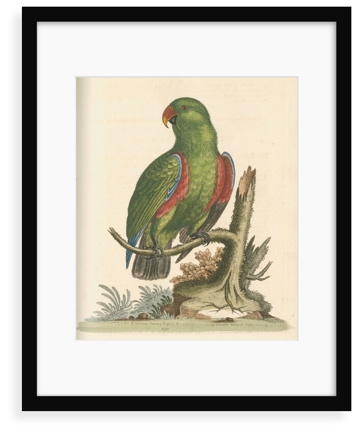'The Green and Red Parrot from China' by George Edwards