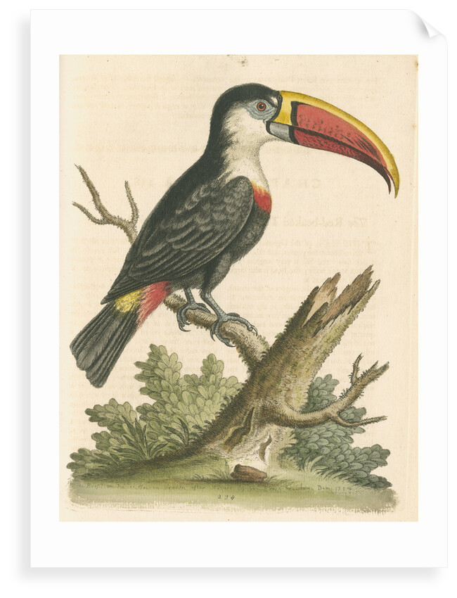 'The Red-beaked Toucan' by George Edwards
