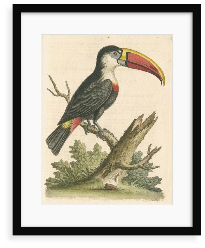 'The Red-beaked Toucan' by George Edwards