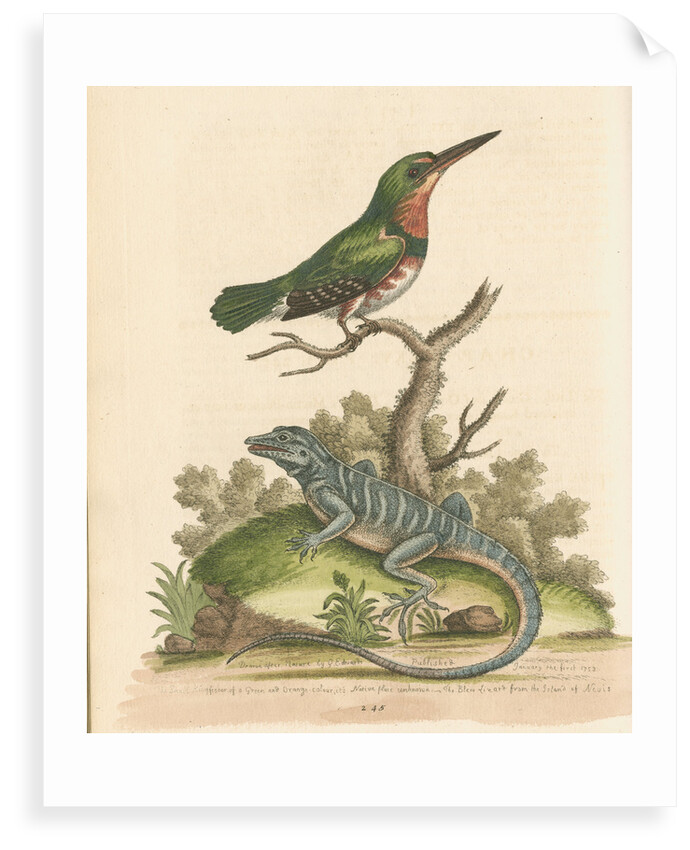 'The Little Green and Orange-coloured King-Fisher; and the Blue Lizard' by George Edwards